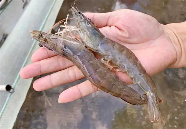 ��Ϻ�л�΢��Ԫ���ٲ���