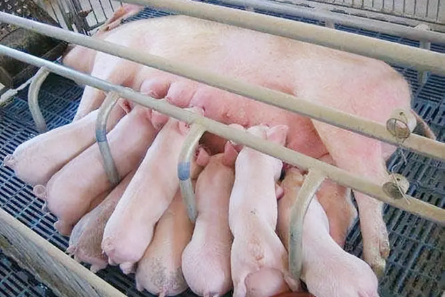 ĸ����Ѫ������ô��