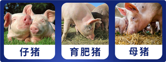 pp����ģ�����������������Ӽ�