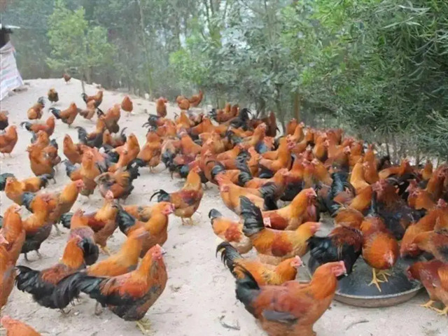 ������ֳ