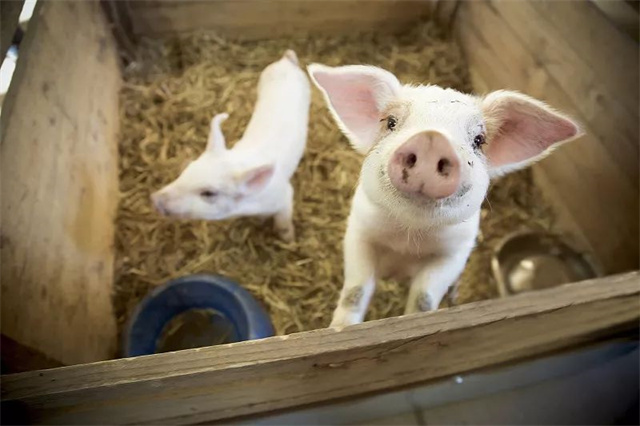 ������ֳ