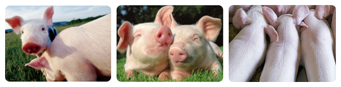 ������Ч��