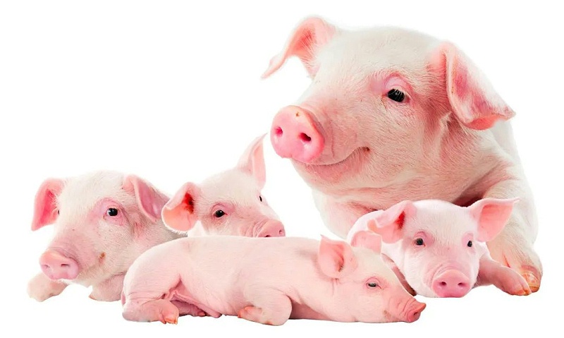 ������Ч����ô����