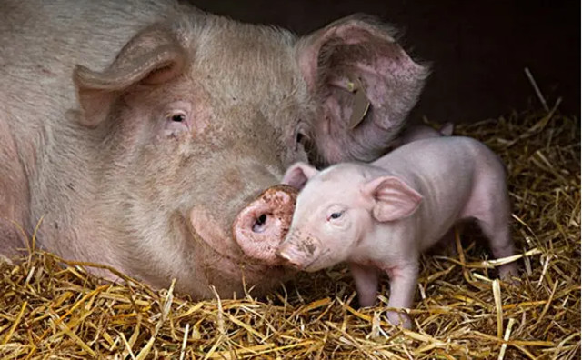 ĸ������