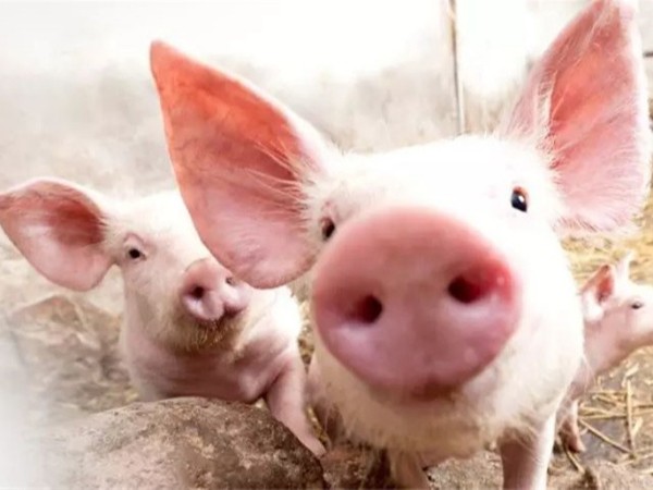 ��������п��α��������