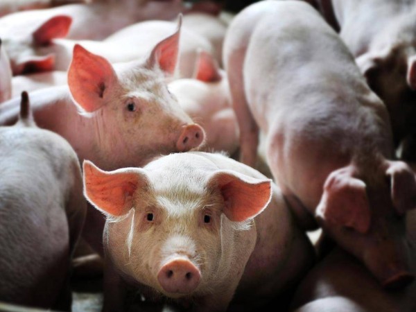 �������Ǽ�ɲ��δ�����л�����ͷ����