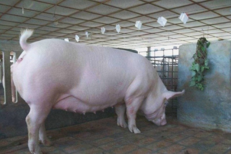 ĸÖíËÇÑø¹ÜÀí ĸÖíËÇÑø¹ÜÀí