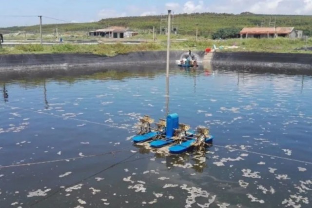 对虾游塘是什么原因 对虾游塘是什么原因