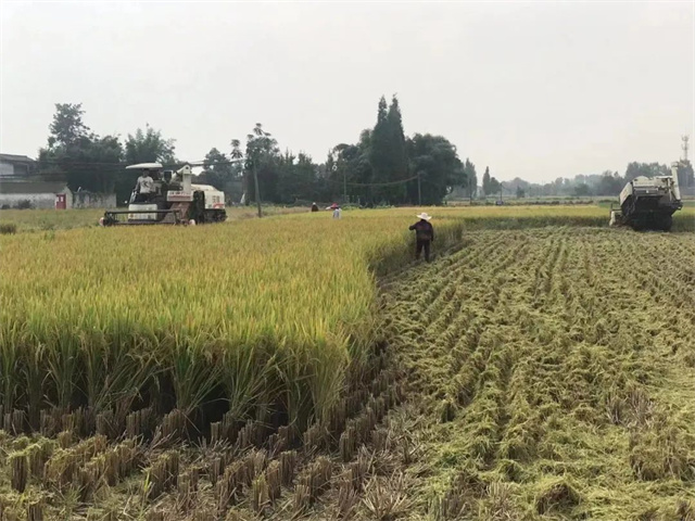 稻-畜种养循环新模式 稻-畜种养循环新模式