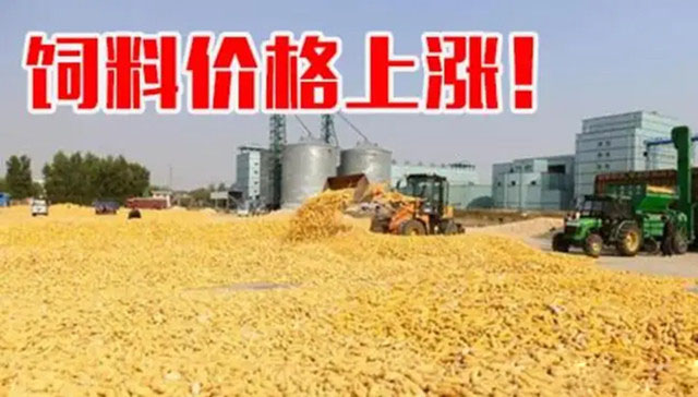 饲料价格 饲料价格