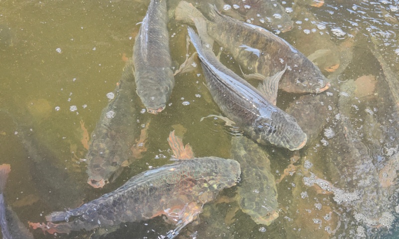 水生动物营养学特征, 水生动物营养学特征,