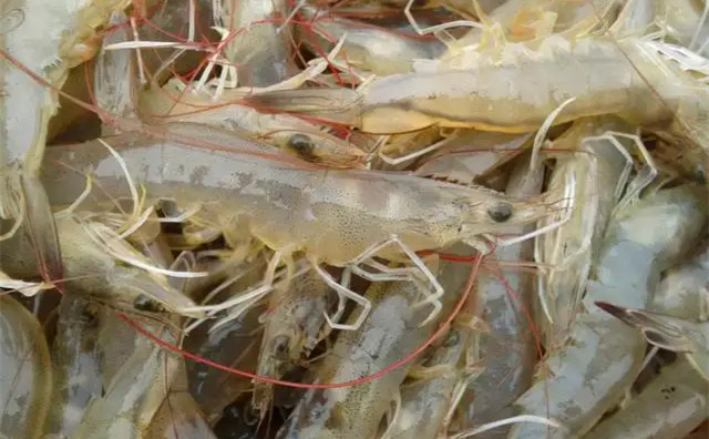 �����׶�Ϻ��ֳ