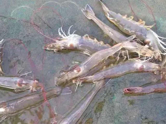 ��ϺӦ������