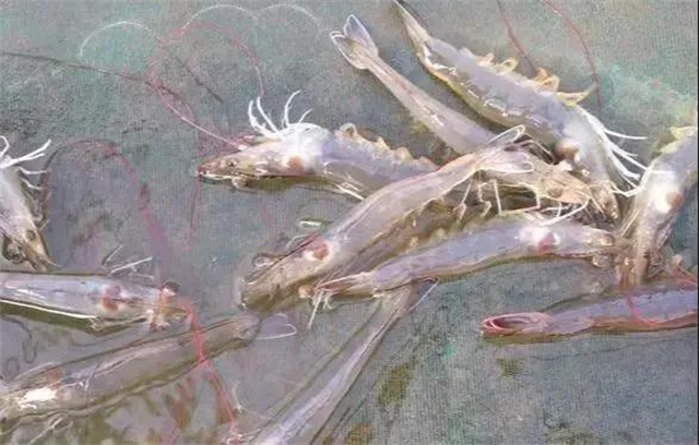 ��ϺӦ������