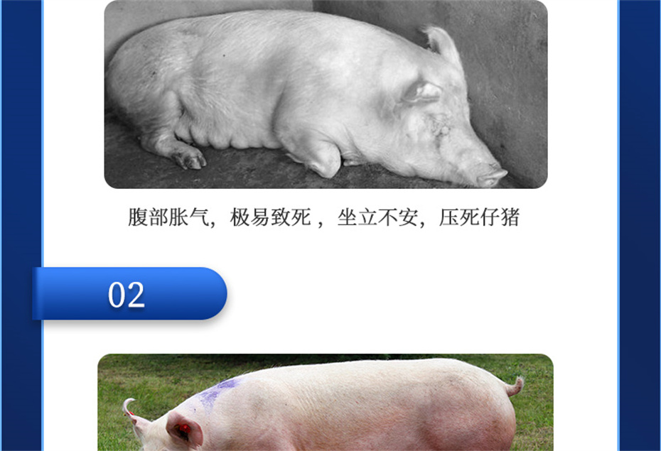 ppģӼĸͨƷ