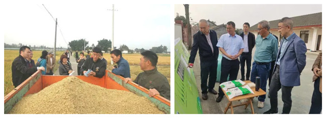 “稻-畜种养循环新模式”田间现场验收 “稻-畜种养循环新模式”田间现场验收