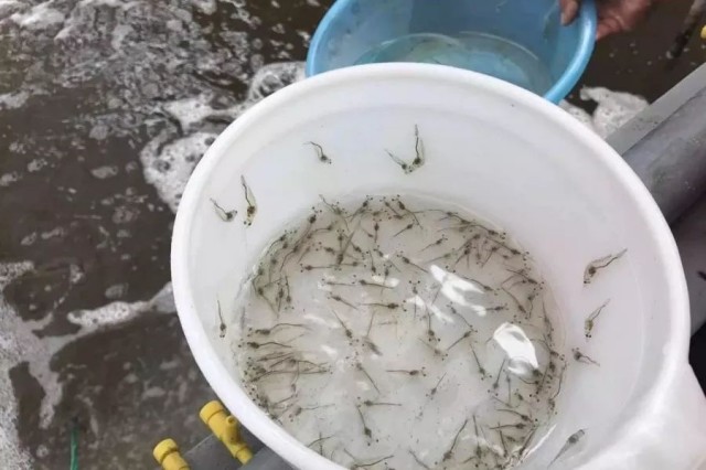 ¶ÔϺ´æ»îÂʲ»¸ßÔõô°ì ¶ÔϺ´æ»îÂʲ»¸ßÔõô°ì