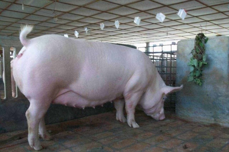 ĸÖíÄѲúµÄÔÒò ĸÖíÄѲúµÄÔÒò