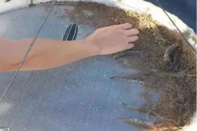 对虾怎么喂 对虾怎么喂