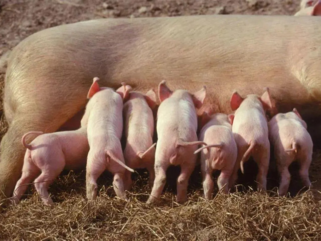 �����ٲ�Ѫ������������ĸ������Ѫ�������Ч�棿