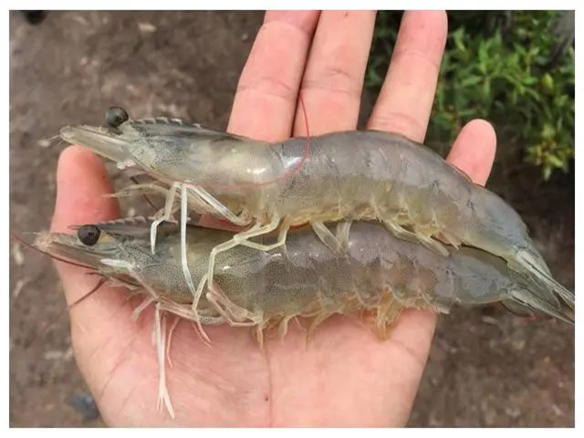 ϺֳʲôʱҪЩϺҪһҪղأ