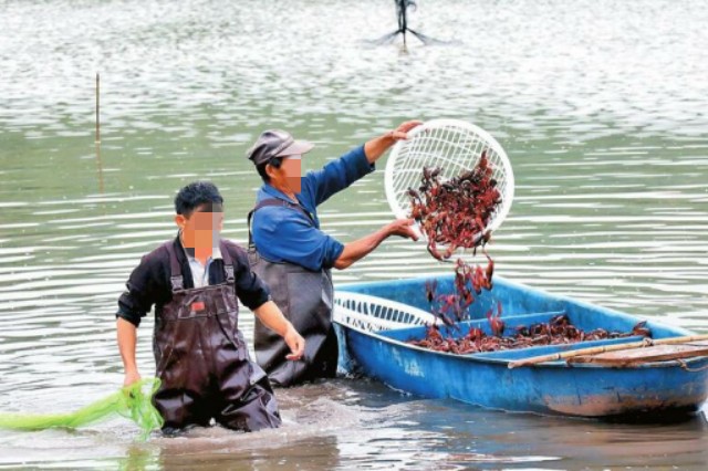 虾蟹补充微量元素用什么好 虾蟹补充微量元素用什么好